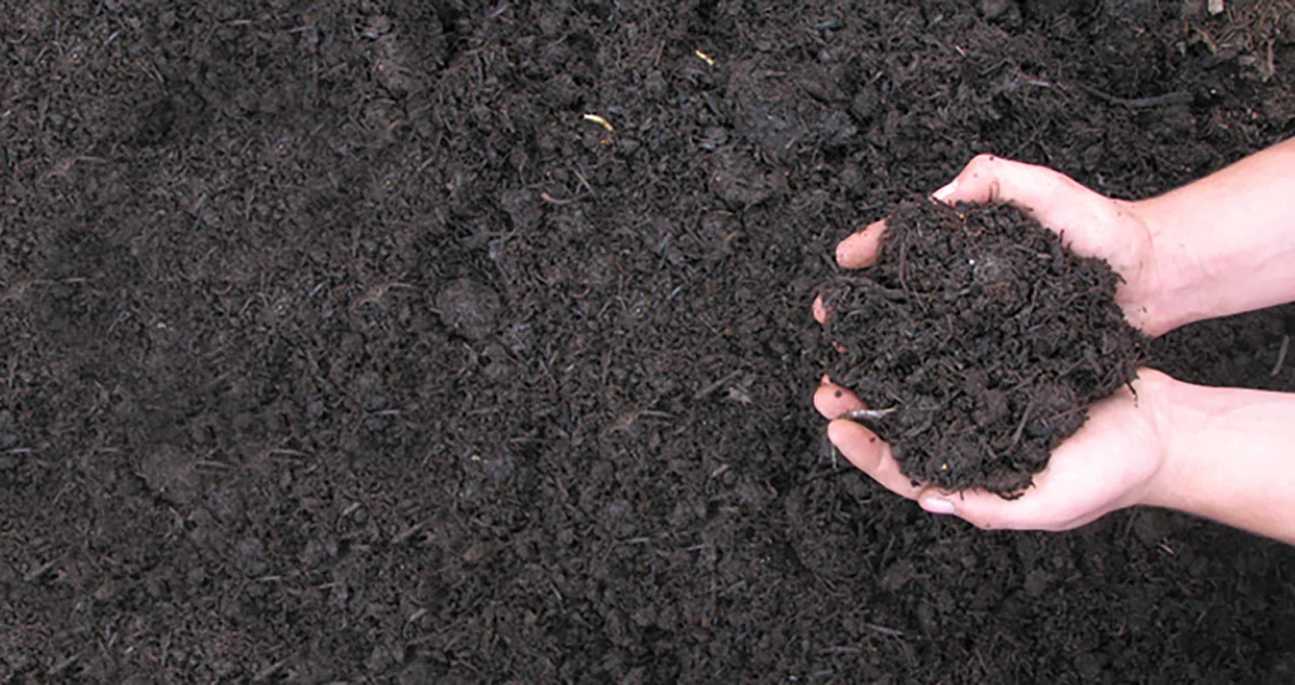 Mushroom Compost example